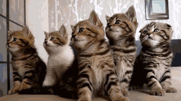 七只小猫点头动态图图片